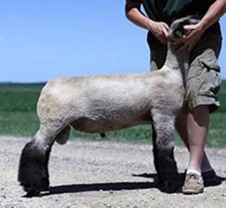 Bullsewy