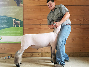 CJ Club Lambs Winners