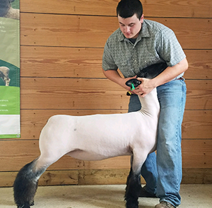 CJ Club Lambs Winners