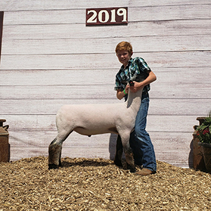 CJ Club Lambs Winners